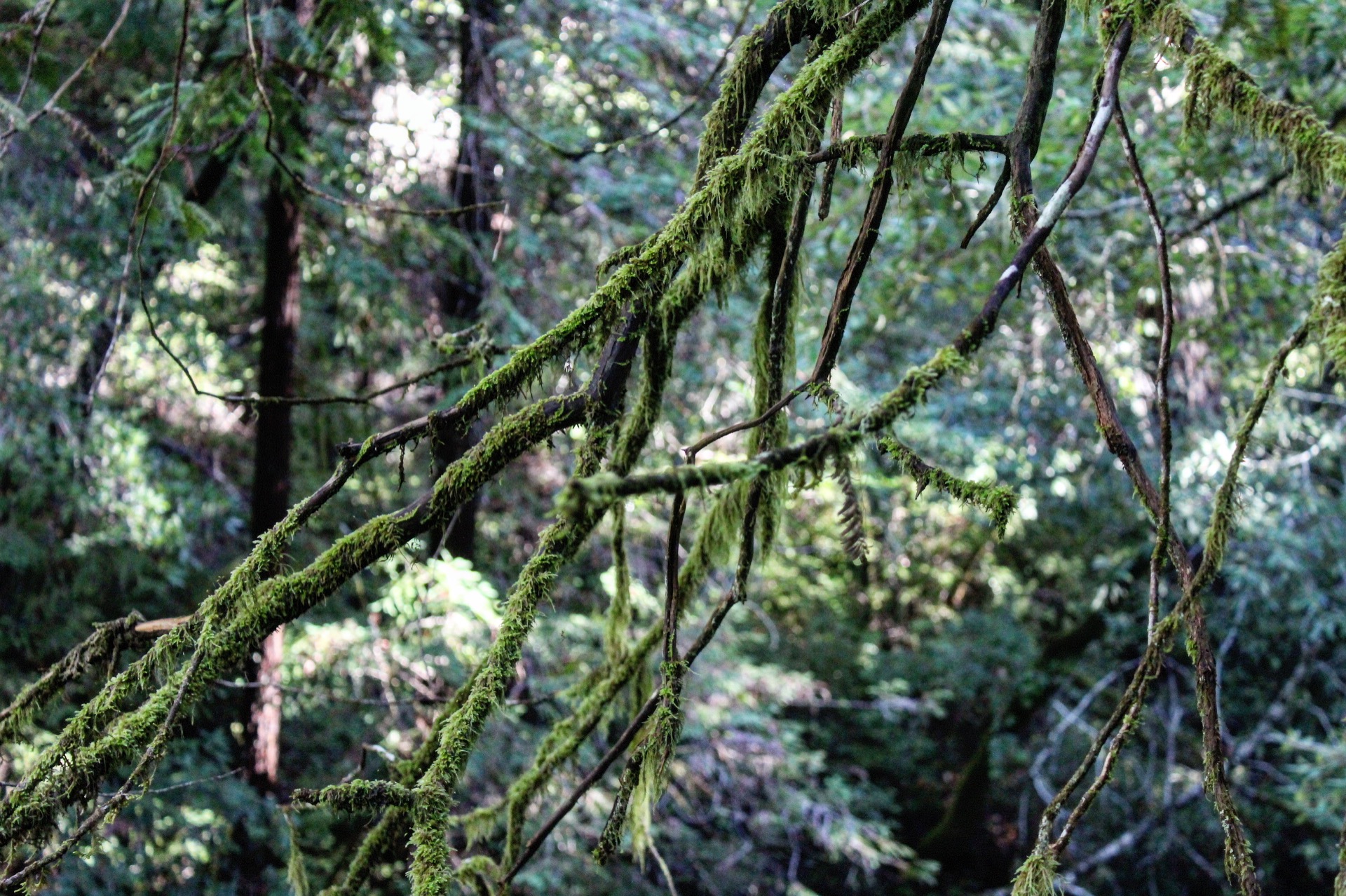 Portola Redwood State Park, January 14, 2017. Post rain.