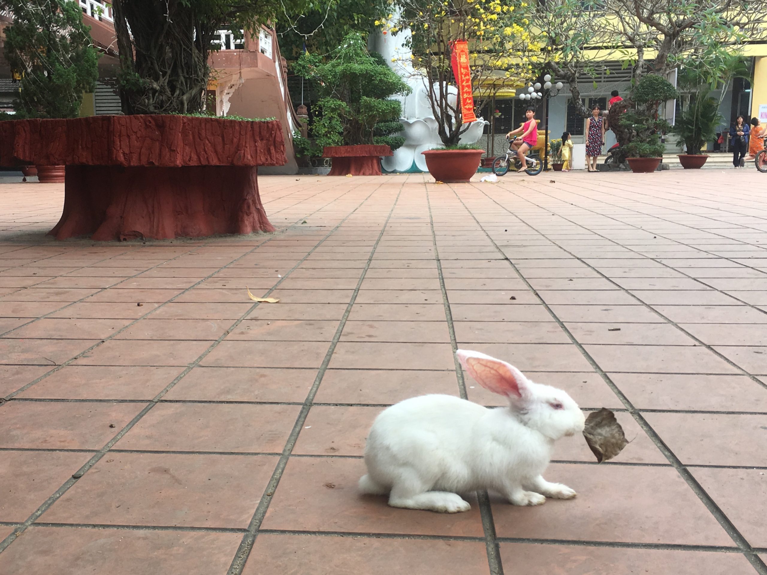 Viet Bunny Leak: What You NEED To Know