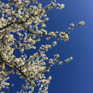 Blossoms at McCabe Loop Trail, Richland Creek Greenway, Nashville, TN