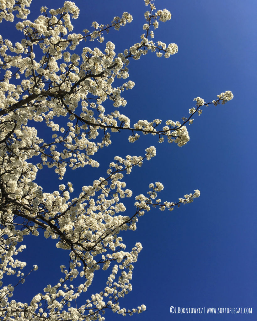 Blossoms at McCabe Loop Trail, Richland Creek Greenway, Nashville, TN