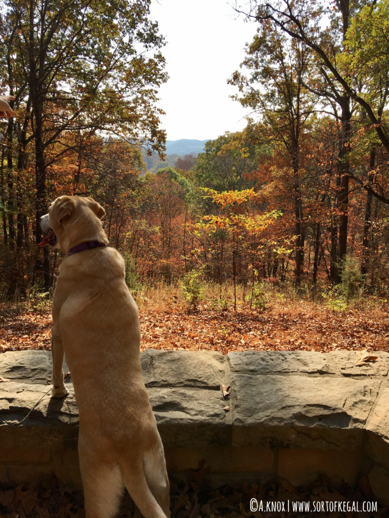 Percy the dog at Percy Warner Park Nashville, TN