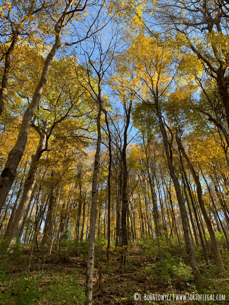 Trees with yellow leafs at Percy Warner, Nashville, TN