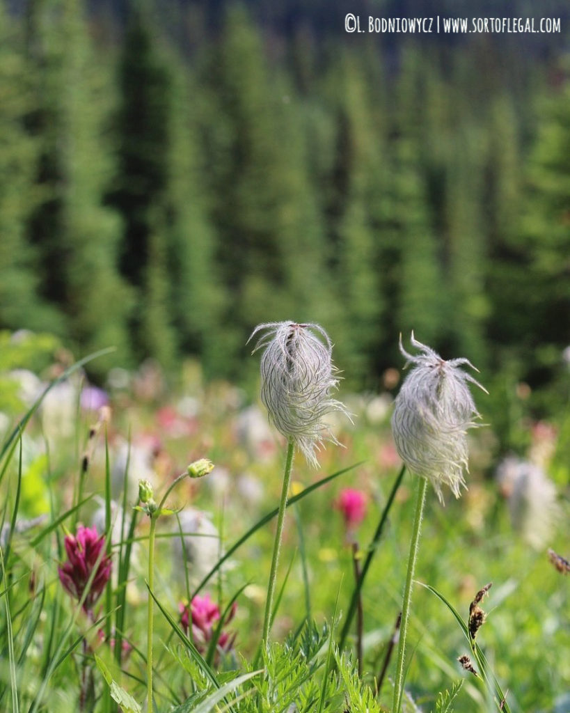 Wildflowers in Banff, Canada, Alberta Province shot by Larissa Bodniowycz